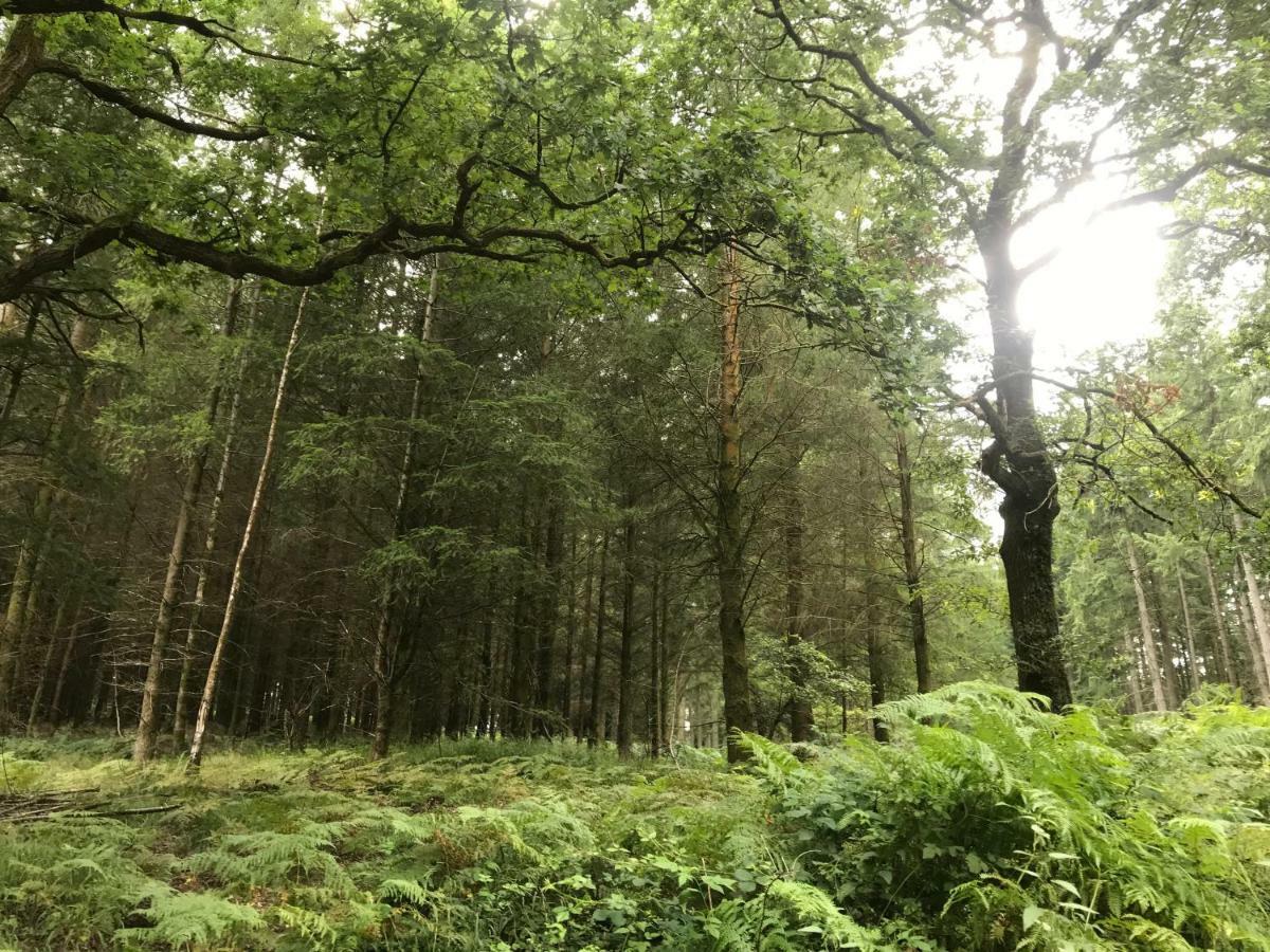 Old Co Op House -Forest Of Dean Bream Eksteriør billede