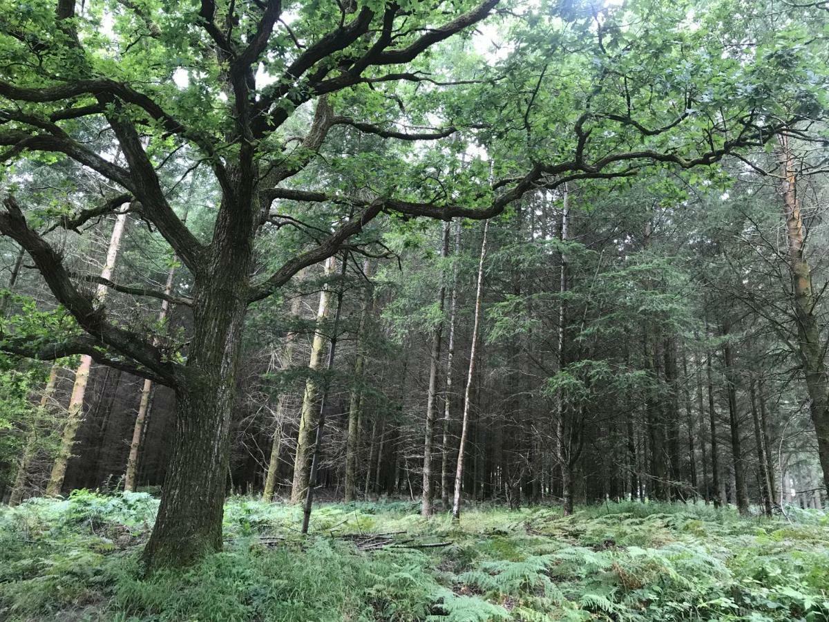 Old Co Op House -Forest Of Dean Bream Eksteriør billede