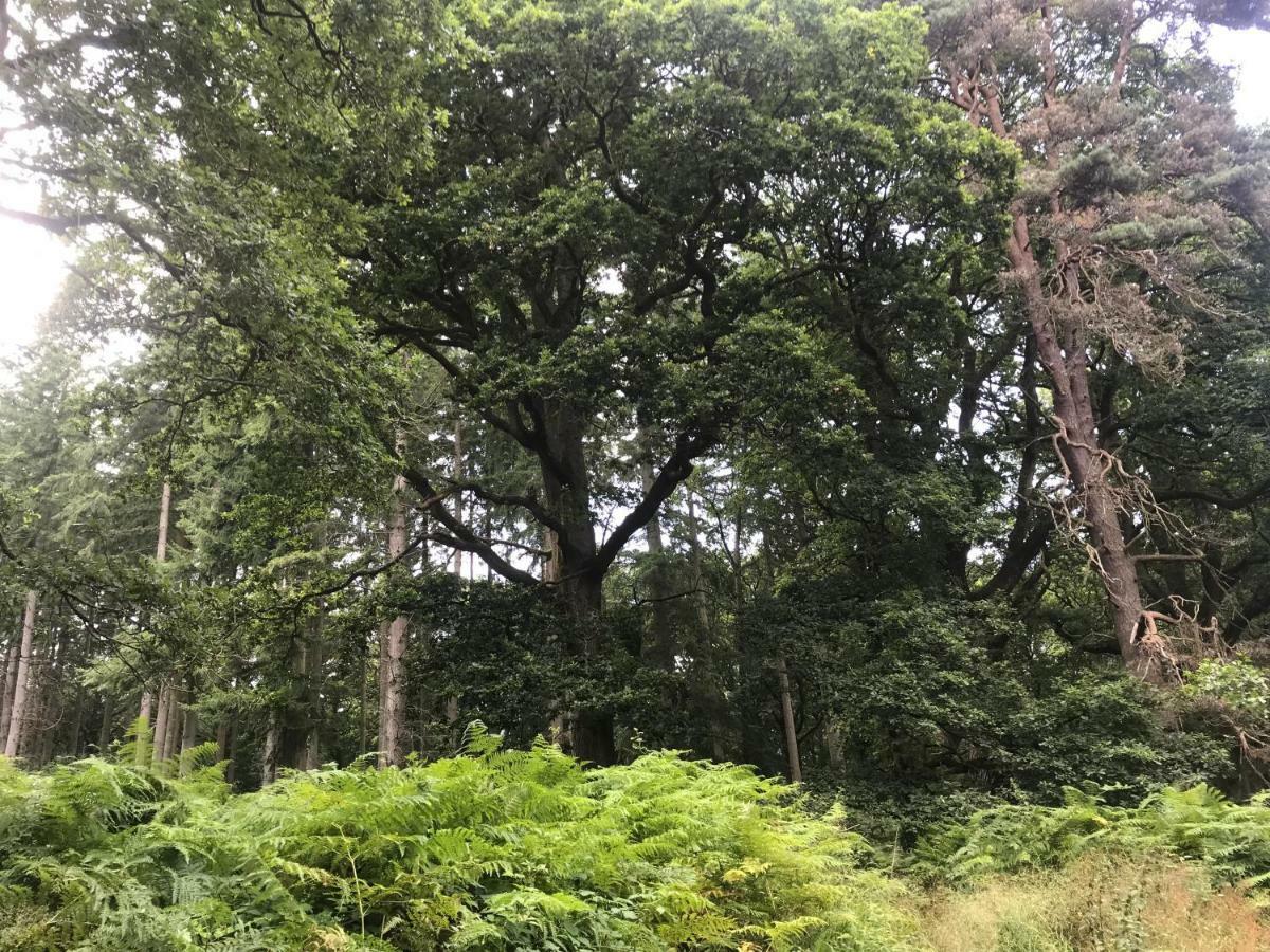 Old Co Op House -Forest Of Dean Bream Eksteriør billede